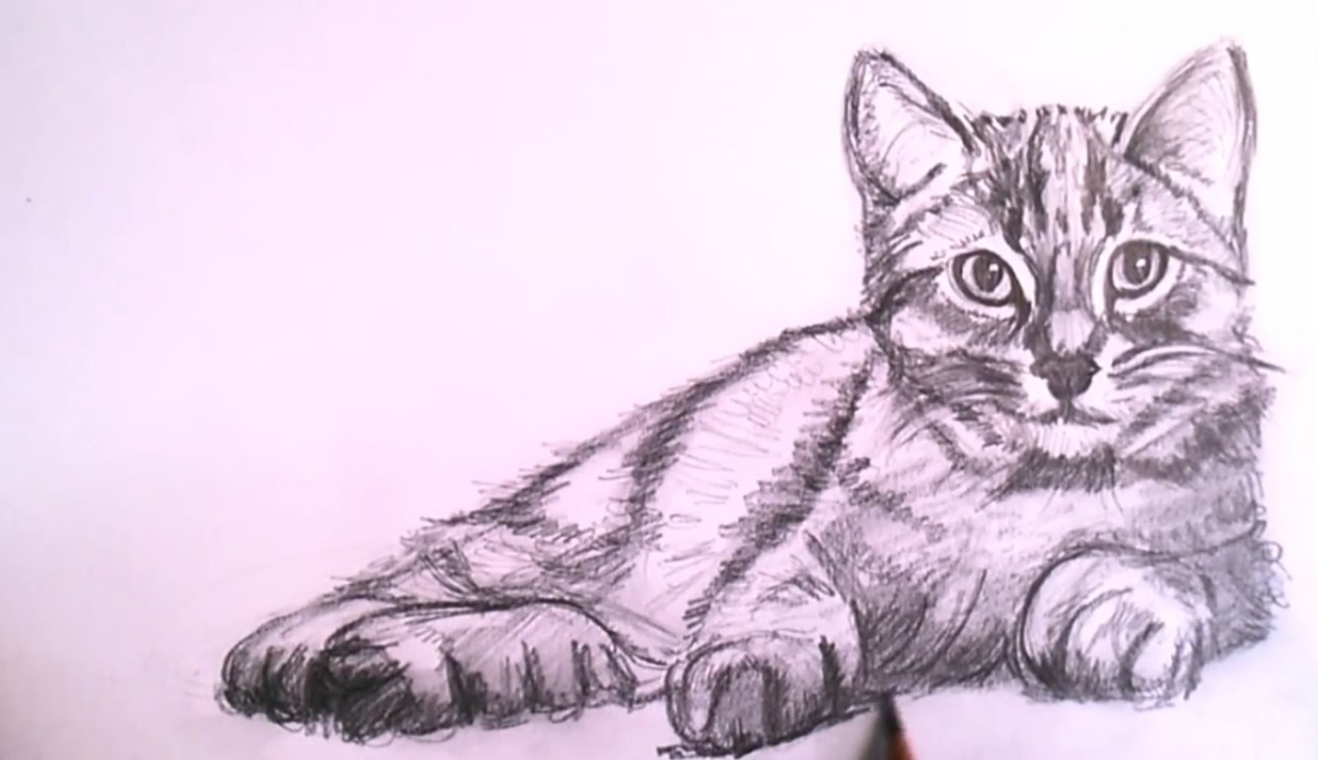 How To Draw a Realistic Cat with Pencil Step by Step - Drawing the Easy Way  - video Dailymotion