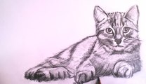 How To Draw a Realistic Cat with Pencil Step by Step - Drawing the Easy Way