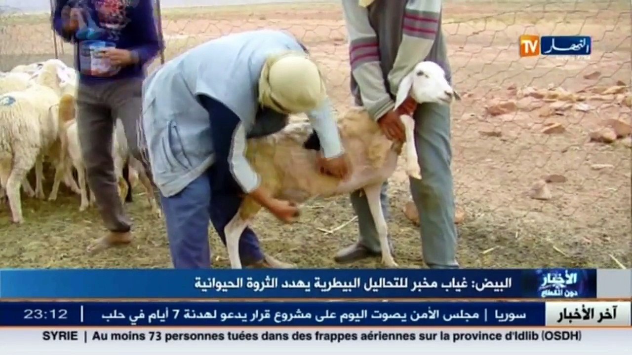 البيض  غياب مخبر للتحاليل البيطرية يهدد الثروة الحيوانية
