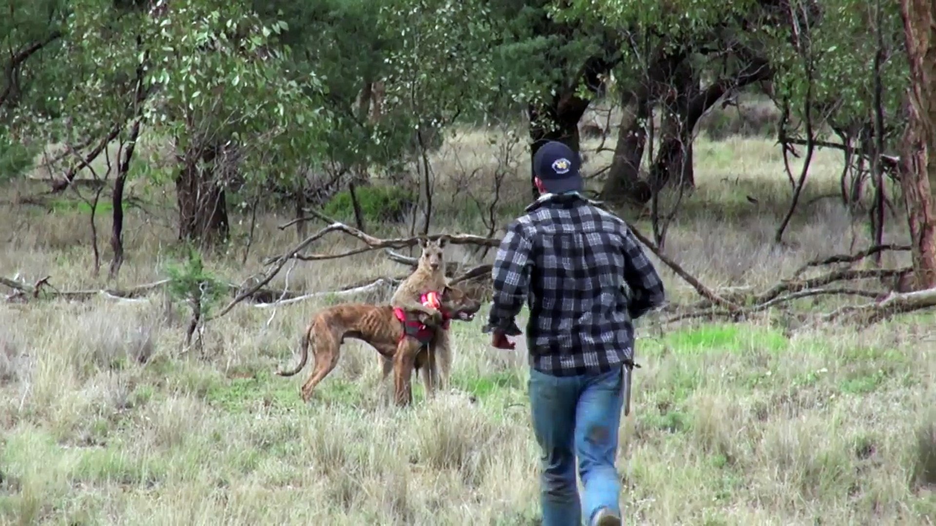⁣man punch a kangaroo