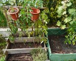 Tomates au jardin