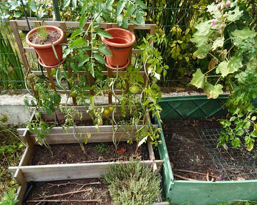 Tomates au jardin