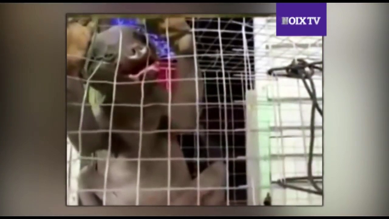 Alien caught on Kerala and Karnataka Border - Entertainment For You