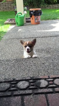 Corgi puppy attempts to (adorably!) climb steps for the first time