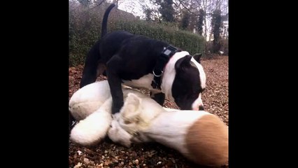 Stunning American Bully - morning fun - teddy bear breakfast