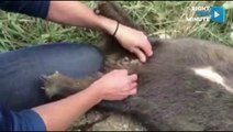 Animal Shelter Employee Delivers Baby Wombat and Completes the Circle of Life