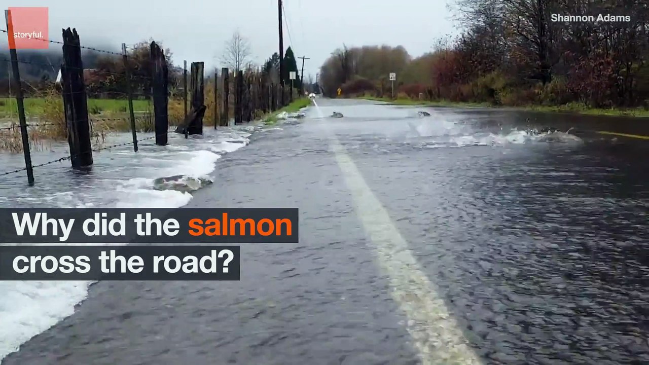 Des saumons traversent une route inondée en nageant !