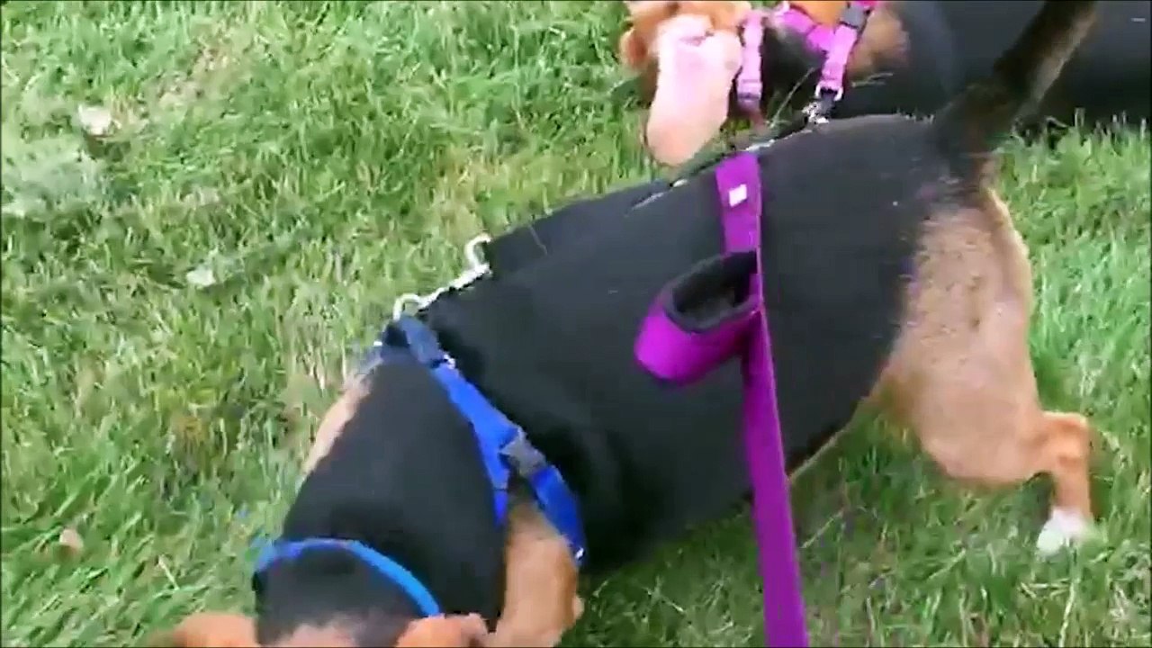 Une curieuse façon de se promener... Chien trop drole