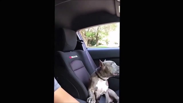 Regardez la réaction de son pitbull quand il met une grosse accélération en voiture