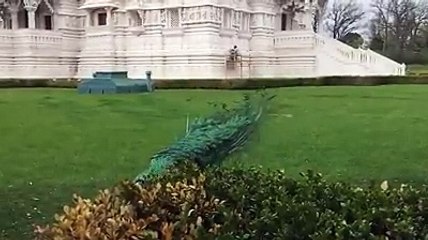 الطاووس يفتح ريشه , Peacock feathers opens