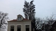 Il filmait un arbre quand quelque chose d'incroyable s'est produit. Impressionnant !