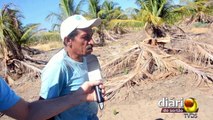 Coqueiros morrem com a falta de água nas Várzeas de Sousa