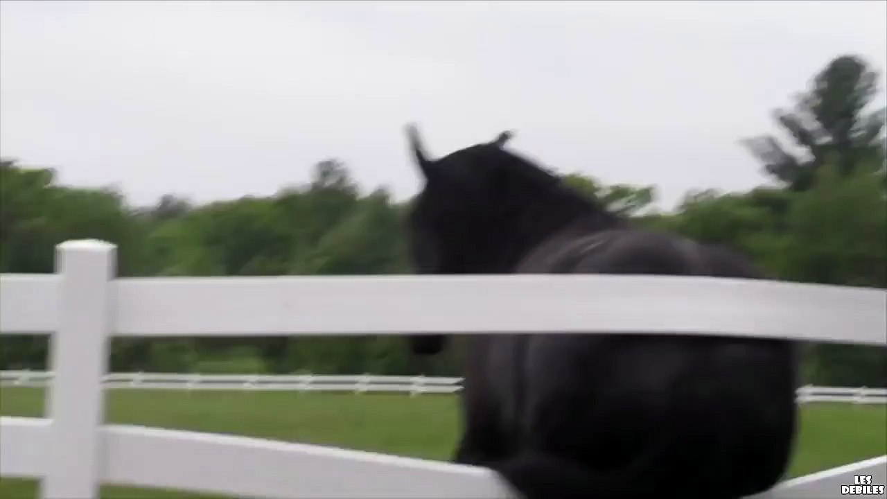 Un cheval se gratte les fesses