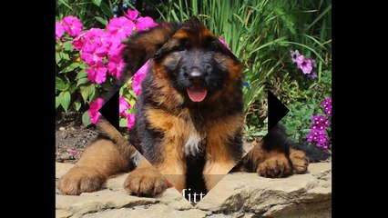 Mittelwest German Shepherd Puppies Wonder Lake