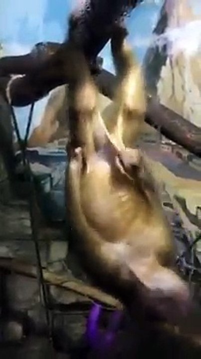 scimmmia disinibita