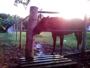 atın yaptığına bakın ! Harika