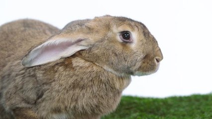 Cute Bunny Behaviors Decoded