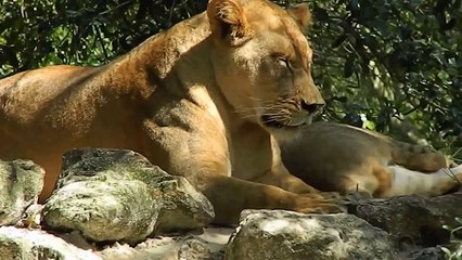 Free Stock Footage Lion Resting