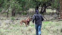 Il décoche une droite à un kangourou pour sauver son chien