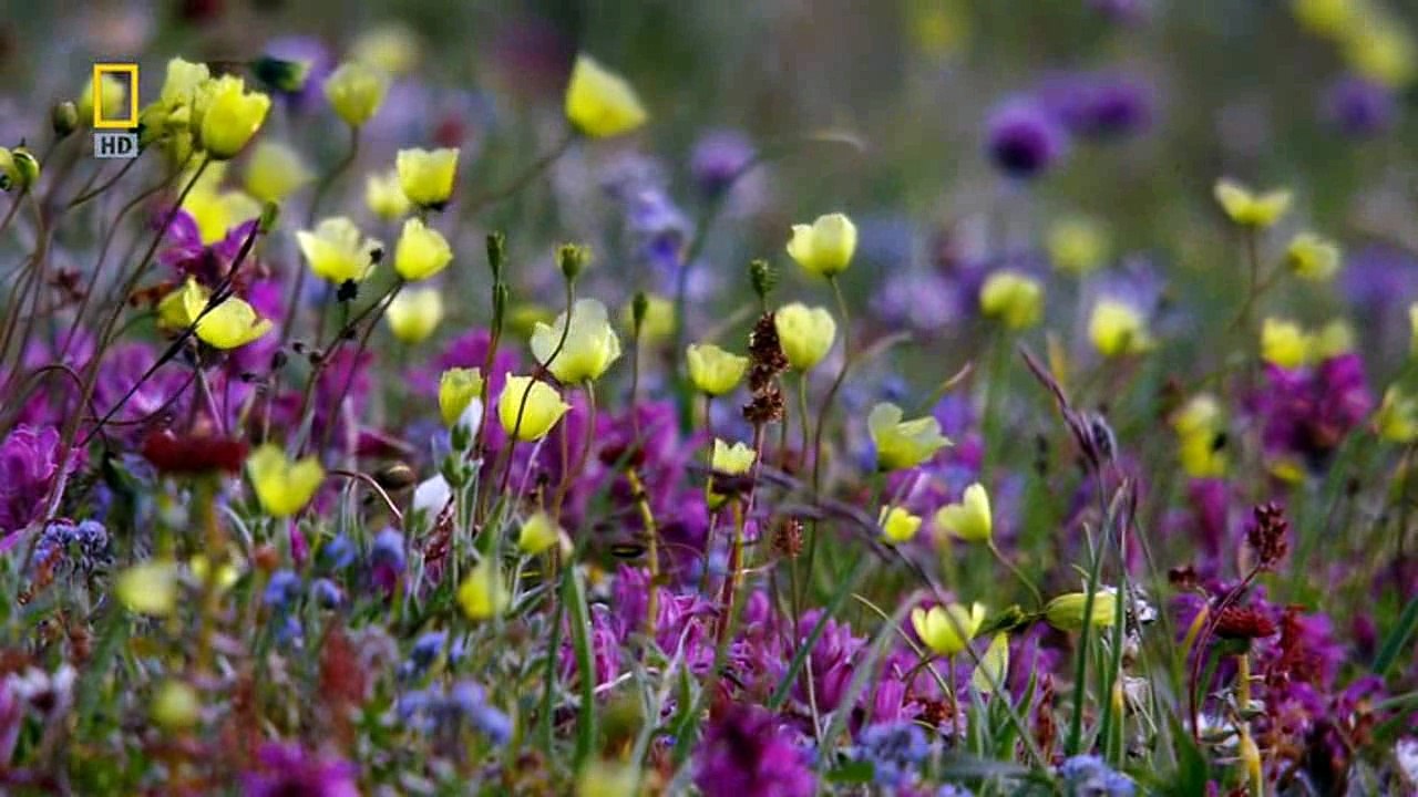 Дикая природа России 3. Заполярье