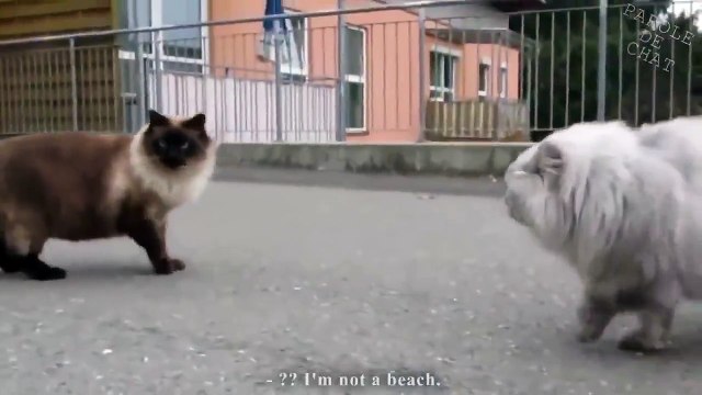 Conversation houleuse entre deux chats. A mourir de rire !