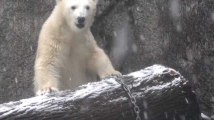 Cette jeune ourse polaire découvre la neige pour la première fois et c'est adorable
