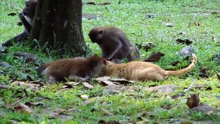 Funny Animal Cat & Monkey Video