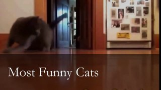 Funny Cats 2016,2017