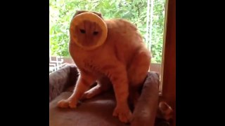 Funny Cats Compilation Funny Cat Videos Ever Part 4