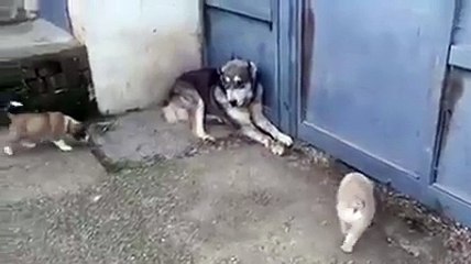 Собака заступилась за своих щенят :)