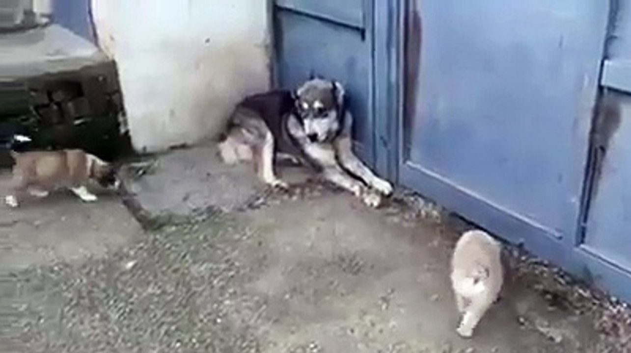 Собака заступилась за своих щенят :)