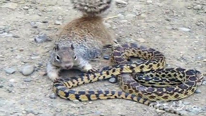 Animal Real Fight - Squirrel vs Snake