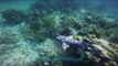 Rare White Spotted Nurse Shark Seen Off Caicos Islands