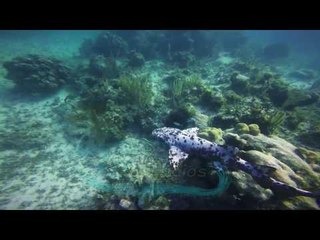 Rare White Spotted Nurse Shark Seen Off Caicos Islands
