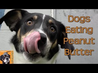 Dogs vs Peanut Butter