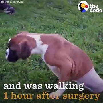 Ce chien qui a perdu ses pattes arrières se comporte comme un chien valide