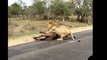 15 CRAZIEST Animal attacks Caught On Camera #2 - Most Amazing Wild Animal Attacks