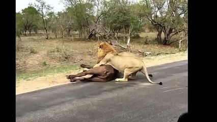 15 CRAZIEST Animal attacks Caught On Camera #2 - Most Amazing Wild Animal Attacks