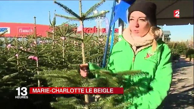 Noël : des sapins de toutes les tailles et à tous les prix