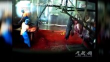 Καμία ανοχή στα σφαγεία Για κάθε ζώο ελευθερία - Βίντεο της αναρχικής/αντιεξουσιαστικής συλλογικότητας Κρακατόα