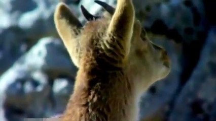 Eagle hunting Mountain Goat - King of the Sky