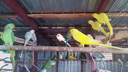 all nice parrotes birds in the home