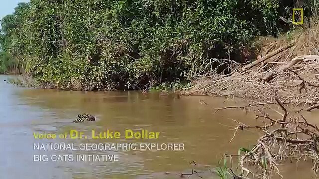Jaguar Attacks Crocodile (EXCLUSIVE VIDEO) National Geographic