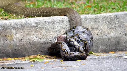 KING COBRA Killed PYTHON   Incredible Animal Attack   Video