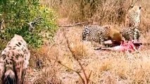 Lion Vs Hyena, Cheetah Vs Hyena , Leopard vs Hyena Real Fight compilation - Animal Attack