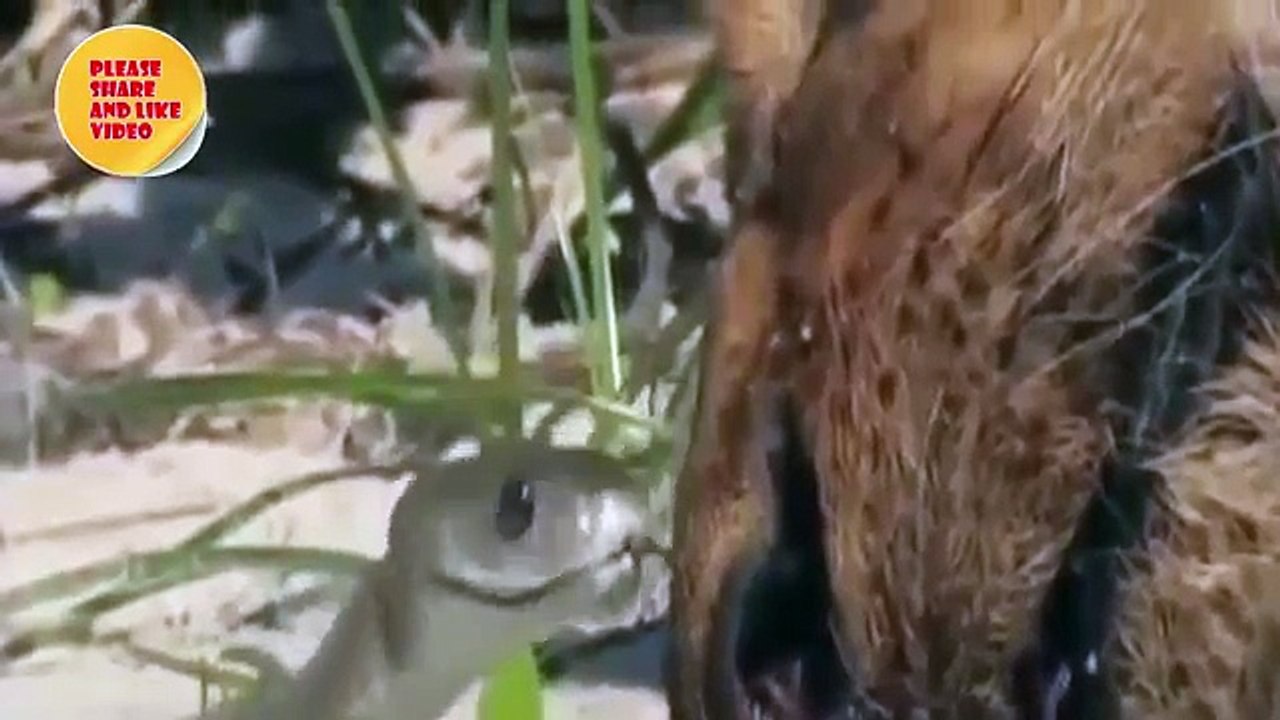 Lion vs snake top attack   Incredible Animal Attack   Video