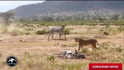 Lion vs Zebra Zebra Wins   Lion vs Zebra Incredible Fighting Must Watch New 2016