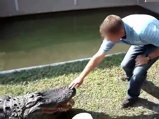 alligator , crocodile attack (animal attacks)