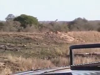 Battle at Kruger