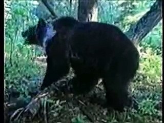Bear Attack Mark s True Story of Survival with pepper spray- Real attack photo